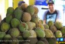 Durian Masuk Daftar Makanan Menjijikkan di Swedia, Mohon Jangan Marah! - JPNN.com