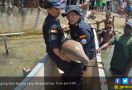 KKP Lepasliarkan Spesies Dilindungi Dugong - JPNN.com