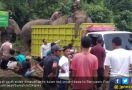 Delapan Gajah Lahat Diungsikan ke Banyuasin - JPNN.com