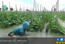 Petani Melon Meratap Lihat Kebun yang Hancur Begini - JPNN.com