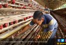 Penyerapan Ayam Ras Milik Peternak Mandiri Mulai Berjalan - JPNN.com
