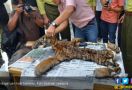 KLHK dan Polisi Berhasil Bongkar Sindikat Perdagangan Kulit Harimau - JPNN.com