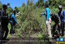 15 Ton Ladang Ganja di Aceh Dimusnahkan BNN - JPNN.com