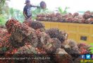 Dukung PEN, PTPN V Tingkatkan Produksi Sawit - JPNN.com