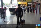 Anjing Pelacak Mulai Dikerahkan ke Stasiun Kereta Api - JPNN.com