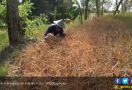 Petani Kecewa Berat, Bakar Tanaman Padi Puluhan Hektar - JPNN.com