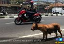 Anjing Diduga Positif Rabies Terkam Empat Warga di Jembrana - JPNN.com