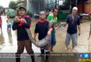 Buaya, Ular Piton, Kobra, Bermunculan di Tengah Banjir Samarinda - JPNN.com