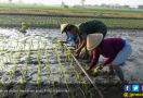 Ini Upaya Kementan Atasi Kekeringan Petani Selama Musim Kemarau - JPNN.com