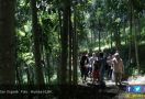 KLHK Siapkan Bibit Pohon Untuk Rehabilitasi Hutan dan Lahan - JPNN.com