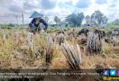 64 Desa di Sampang Berpotensi Terdampak Kekeringan - JPNN.com