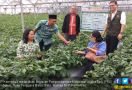 Pengembangan Korporasi Usaha Tani BKP Kementan Bangkitkan Semangat Petani Sembalun - JPNN.com