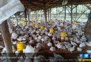Kementan Dorong Bantuan Ayam Bekerja Pada Rakyat Miskin di Nganjuk - JPNN.com