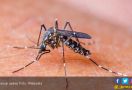 Ratusan Warga Pamijahan Bogor Terserang Chikungunya - JPNN.com