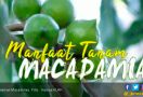 Infografis : Macadamia, Si Ajaib untuk Rehabilitasi Hutan - JPNN.com