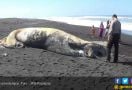 Ikan Paus Terdampar Lagi di Pantai, Kondisinya Sungguh Mengenaskan - JPNN.com