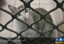 Makan Kucing Hidup, Abah Grandong Terancam 9 Bulan Penjara - JPNN.com