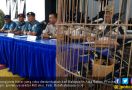 Lanal Batam Gagalkan Penyeludupan Burung Kacer - JPNN.com