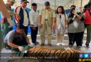 Returning Sumatran Tiger Bonita and Atan Bintang to Their Habitat - JPNN.com