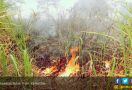 Kejaksaan Agung Menang Gugatan Kasus Kebakaran Hutan di Jambi - JPNN.com