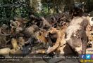 BBKSDA Jabar Musnahkan 263 Ekor Hewan yang Diawetkan Kebun Binatang Bandung - JPNN.com