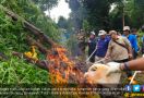 40 Ribu Batang Pohon Ganja Tak Bertuan itu Dibakar di Gunung Seulawah - JPNN.com