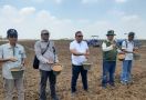 Luas Tambah Tanam Padi Sumsel Diyakini Capai 200.000 Hektare Selama Musim Kemarau - JPNN.com