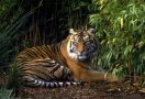 Harimau Diduga Masuk Kampus Unsri Palembang - JPNN.com