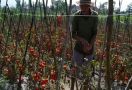 Harga Anjlok, Tomat Dibiarkan Petani Membusuk di Kebun - JPNN.com