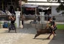 Lihat, Pemuda Duel Melawan Babi Hutan di Halaman Masjid, Terkapar - JPNN.com