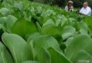 Agrowisata di Berastagi Harus Digarap Serius, Jangan Hanya Danau Toba - JPNN.com
