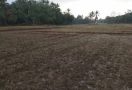Dinas Pertanian Lebak: 454 Hektare Lahan Persawahan Gagal Panen - JPNN.com