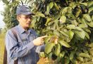 Kementan Dorong Pengembangan Manggis untuk Konservasi dan Mengurangi Emisi Karbon - JPNN.com