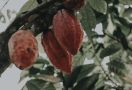 Saatnya Bali Menjadi Daerah Unggulan Ekspor Produk Kakao - JPNN.com