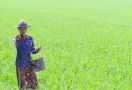 Pertanian Indonesia Dinilai Mulai Makin Menunjukkan Perbaikan dan Berkualitas - JPNN.com