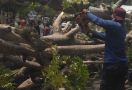 Evakuasi Pengendara Motor Tertimpa Pohon Tumbang Berlangsung Dramatis - JPNN.com