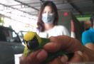 BKSDA Amankan Ribuan Burung Tanpa Dilengkapi Dokumen - JPNN.com