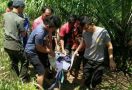 Ali Nurdin Tewas Diserang Babi Hutan di Kebun Sawit, Tragis! - JPNN.com
