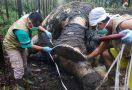 KLHK Akui Kesulitan Ungkap Kasus Pembunuhan Gajah Sumatera di Riau, Ini Alasannya - JPNN.com