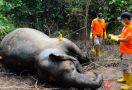 Gajah Mati di Aceh Timur, Diduga Keracunan - JPNN.com