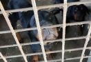 Berita Duka, Wahyudi Meninggal Dunia Diserang 4 Anjing Rottweiler, Tubuhnya Tercabik - JPNN.com