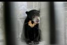Deni ke Hutan Mencari Jernang, Wajahnya Hancur Diserang Beruang - JPNN.com