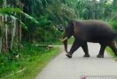 Gajah Liar Mengamuk di Desa Dusun Tua, 1 Warga Terluka - JPNN.com