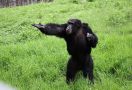 Lihat Nih, di Tiongkok Ada Simpanse Bisa Mencuci Kaus - JPNN.com