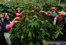 Luncurkan Resilient Coffe, Amerika Hadir untuk Petani Kopi Indonesia - JPNN.com