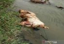 Bangkai Babi Mengapung di Aliran Sungai Padang, Warga Tebing Tinggi Resah - JPNN.com