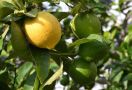 Ketahuilah, Ini Manfaat Lemon Myrtle Bagi Kesehatan - JPNN.com