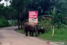 Dua Gajah Sumatera Liar Berkeliaran dekat Kantor Polisi - JPNN.com