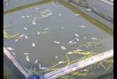 Ratusan Ikan di Situ Citongtut Bogor Mati - JPNN.com