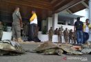 Usut Kematian Belasan Penyu, Gubernur Bengkulu Bentuk Tim Investigasi - JPNN.com